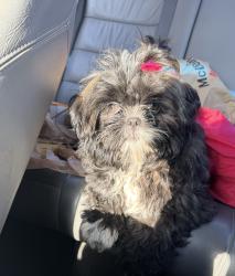 Lost Female Dog last seen N Belmont Ave and w Washington st, Indianapolis, IN 46222