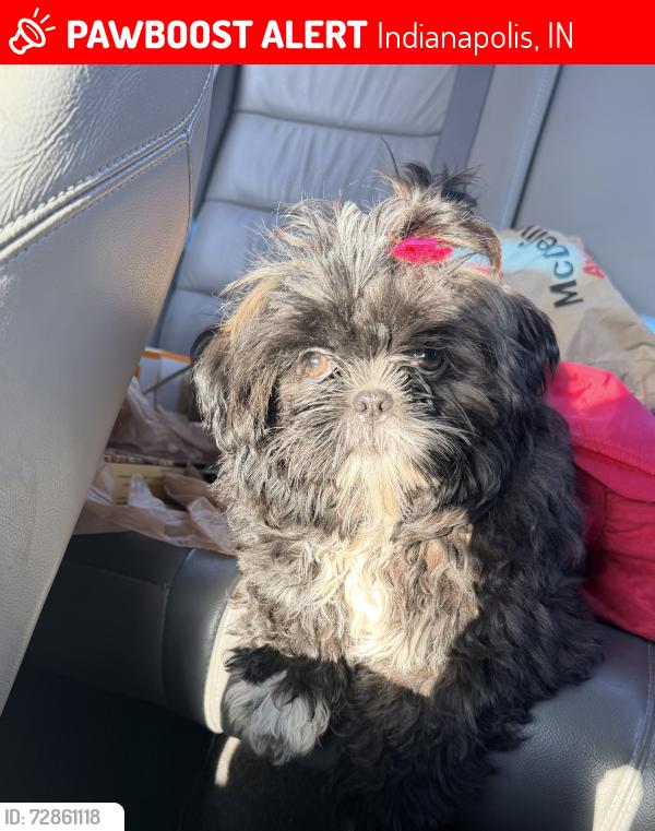 Lost Female Dog last seen N Belmont Ave and w Washington st, Indianapolis, IN 46222