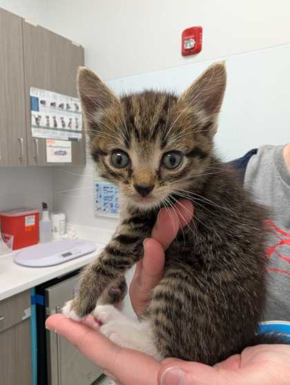 Shelter Stray Female Cat last seen Near N College Ave, 64156, MO, Kansas City, MO 64132