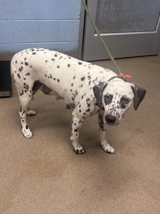 Shelter Stray Female Dog last seen Near Wedgefield Cir Decatur, 30035, 30035, GA, Atlanta, GA 30341