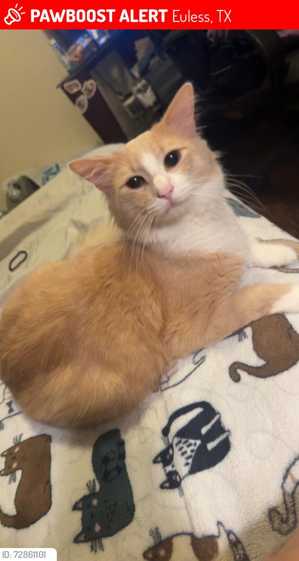 Lost Male Cat last seen Near Del Paso St Apt 310, Euless, TX 76040