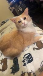 Lost Male Cat last seen Near Del Paso St Apt 310, Euless, TX 76040