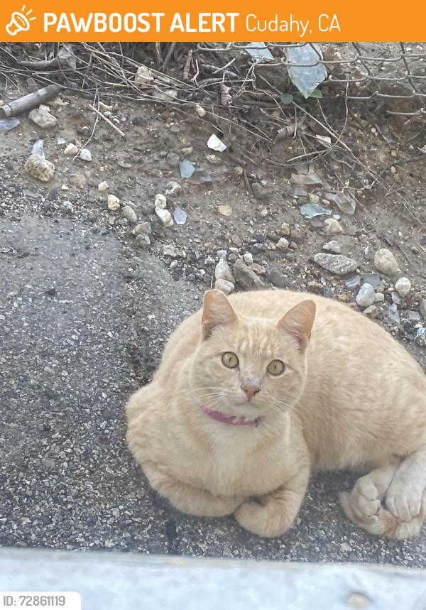 Found/Stray Unknown Cat last seen Elizabeth St and River Rd , Cudahy, CA 90201
