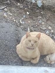 Found/Stray Unknown Cat last seen Elizabeth St and River Rd , Cudahy, CA 90201