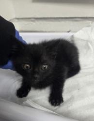 Shelter Stray Female Cat last seen Oakland, CA 94603, Oakland, CA 94601