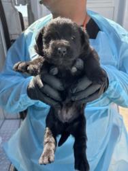 Shelter Stray Female Dog last seen Mitchell Ave & E Mountain View Ave, Selma Zone Fresno CO 3 93662, CA, Fresno, CA 93706
