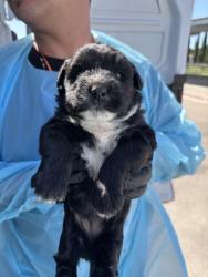 Shelter Stray Female Dog last seen Mitchell Ave & E Mountain View Ave, Selma Zone Fresno CO 3 93662, CA, Fresno, CA 93706