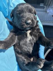 Shelter Stray Female Dog last seen Mitchell Ave & E Mountain View Ave, Selma Zone Fresno CO 3 93662, CA, Fresno, CA 93706