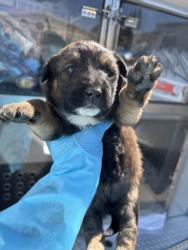 Shelter Stray Female Dog last seen Mitchell Ave & E Mountain View Ave, Selma Zone Fresno CO 3 93662, CA, Fresno, CA 93706