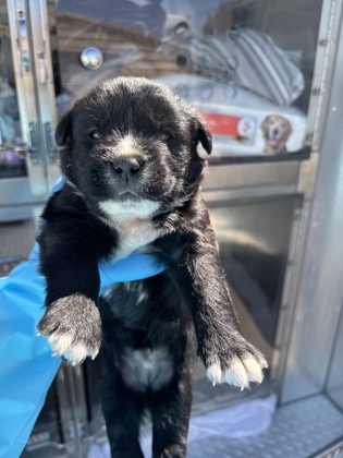 Shelter Stray Female Dog last seen Mitchell Ave & E Mountain View Ave, Selma Zone Fresno CO 3 93662, CA, Fresno, CA 93706
