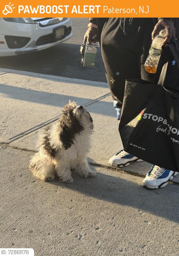 Found/Stray Male Dog last seen Park ave , Paterson, NJ 07505