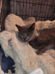 Lost Female Cat last seen Concord Blvd , Concord, CA 94521