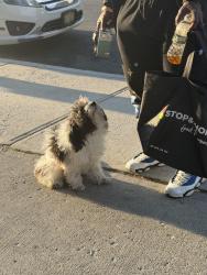 Found/Stray Male Dog last seen Park ave , Paterson, NJ 07505