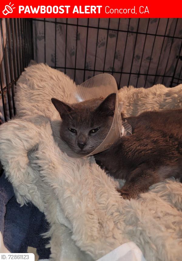 Lost Female Cat last seen Concord Blvd , Concord, CA 94521