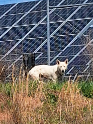 Found/Stray Unknown Dog last seen Old 65 rd walnut cove, Walnut Cove, NC 27052