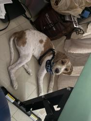 Found/Stray Male Dog last seen Near sunset drive and 152nd avenue, Miami, FL 33193