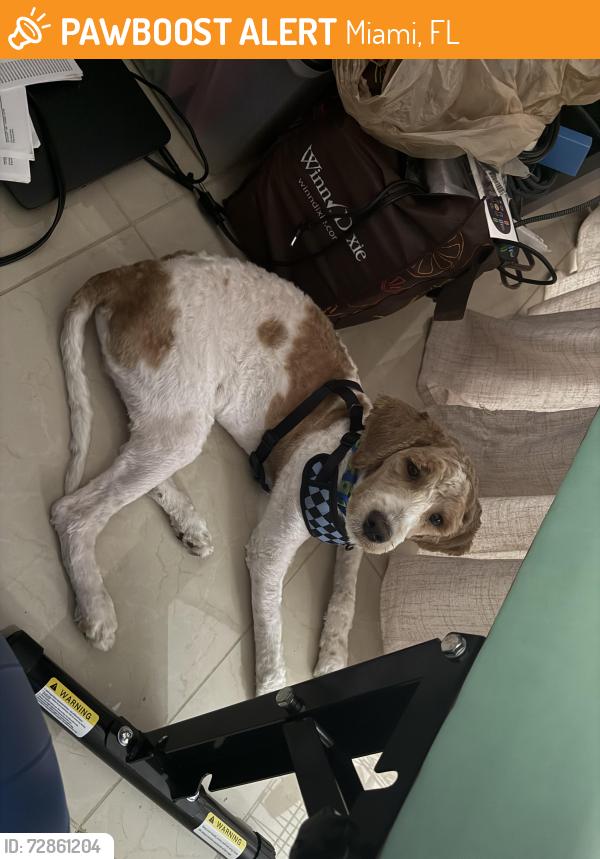 Found/Stray Male Dog last seen Near sunset drive and 152nd avenue, Miami, FL 33193