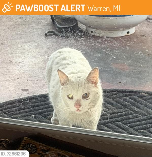 Found/Stray Unknown Cat last seen Backyard, Warren, MI 48088
