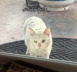 Found/Stray Unknown Cat last seen Backyard, Warren, MI 48088