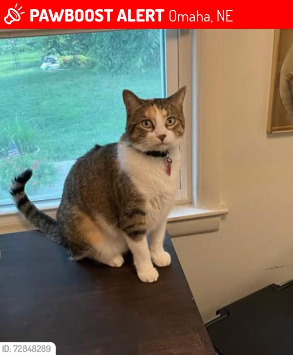 Found/Stray Female Cat last seen Woodlawn, Omaha, NE 68127