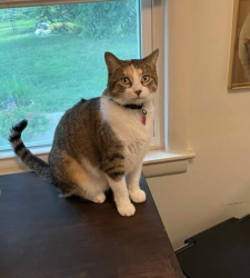 Found/Stray Female Cat last seen Woodlawn, Omaha, NE 68127