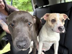 Found/Stray Female Dog last seen Scott, Anderson County, SC 29624
