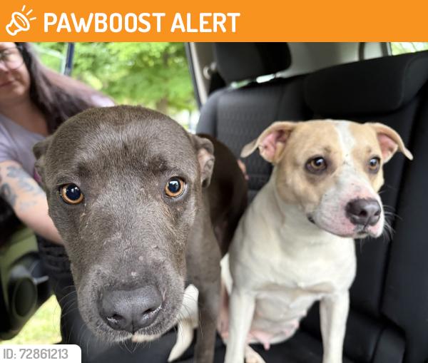 Found/Stray Female Dog last seen Scott, Anderson County, SC 29624