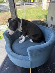 Found/Stray Female Dog last seen Plymouth , Oakland, CA 94603