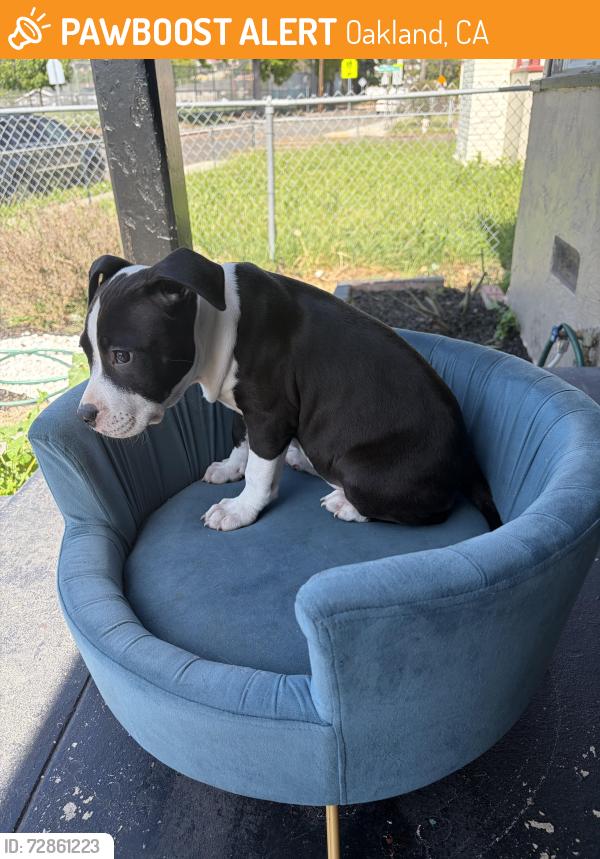 Found/Stray Female Dog last seen Plymouth , Oakland, CA 94603