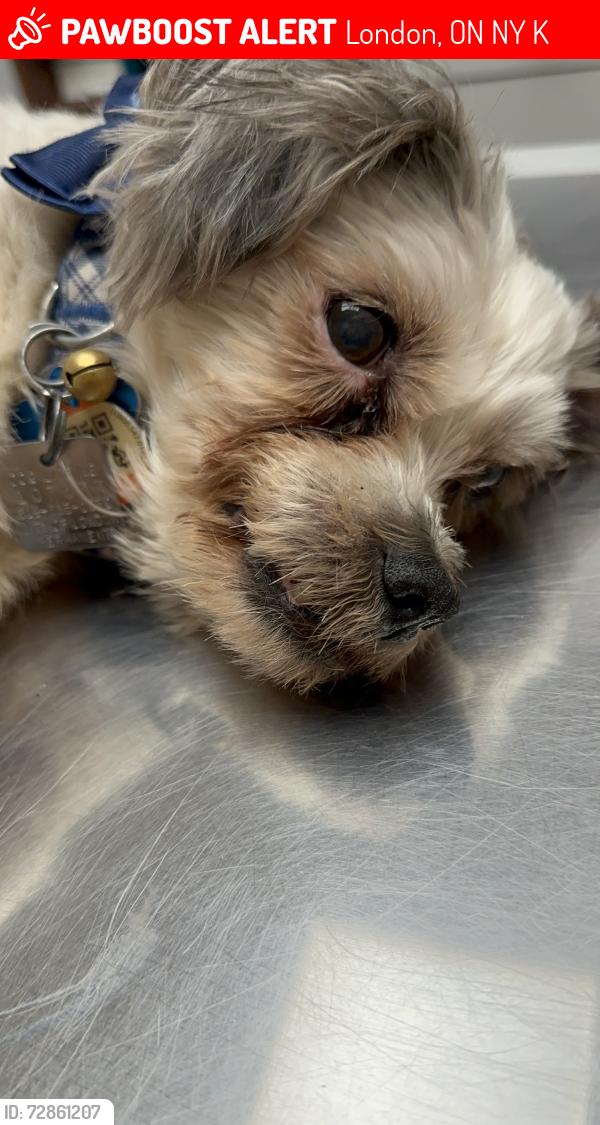 Lost Male Dog last seen Huron and barker area, London, ON N5Y 4K2