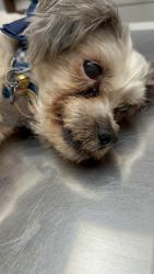 Lost Male Dog last seen Huron and barker area, London, ON N5Y 4K2