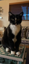 Lost Male Cat last seen Brian Rd and Oharte , San Pablo, CA 94806