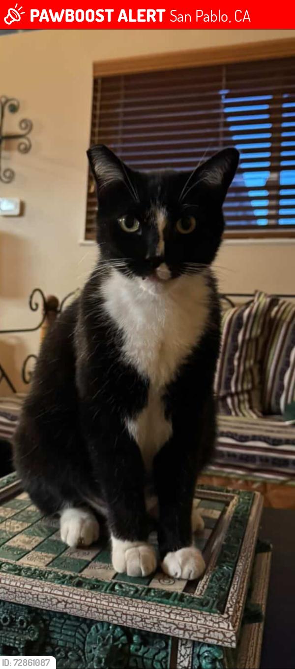 Lost Male Cat last seen Brian Rd and Oharte , San Pablo, CA 94806