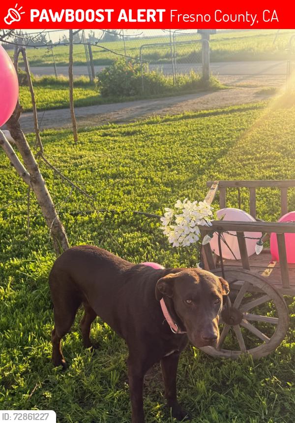 Lost Female Dog last seen North Grantland & West McKinley Ave Fresno CA , Fresno County, CA 93723