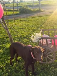 Lost Female Dog last seen North Grantland & West McKinley Ave Fresno CA , Fresno County, CA 93723