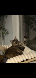 Lost Female Cat last seen Old San Antonio road , Manchaca, TX 78652