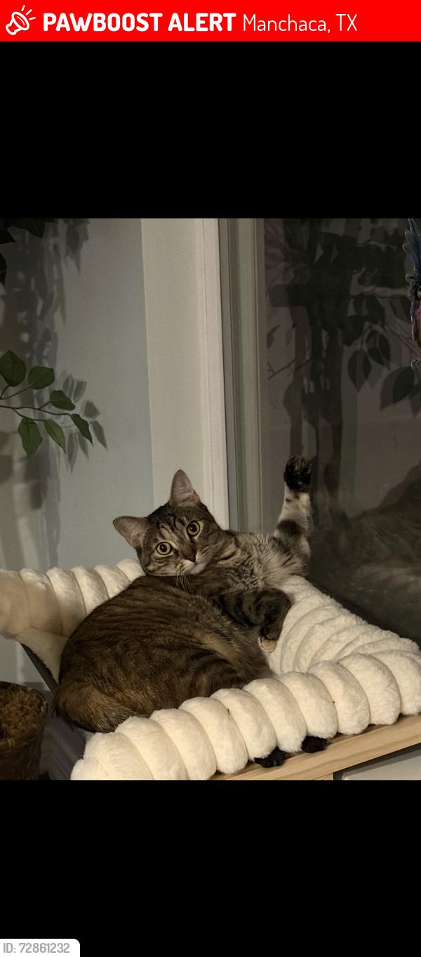 Lost Female Cat last seen Old San Antonio road , Manchaca, TX 78652