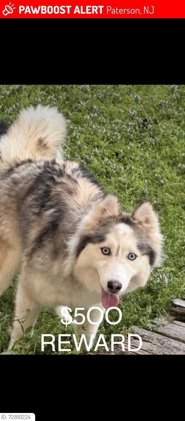 Lost Female Dog last seen North 7th & temple , Paterson, NJ 07522