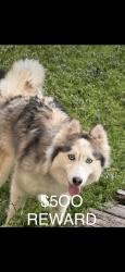 Lost Female Dog last seen North 7th & temple , Paterson, NJ 07522
