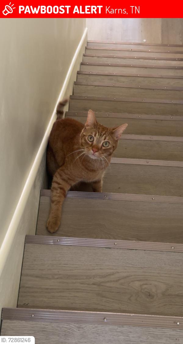 Lost Male Cat last seen Ridgedale s, Karns, TN 37921