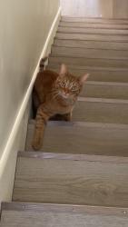 Lost Male Cat last seen Ridgedale s, Karns, TN 37921