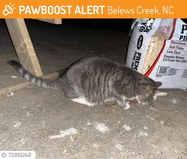 Found/Stray Unknown Cat last seen Piney grove Rd & Reidsville Rd , Belews Creek, NC 27009