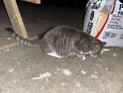 Found/Stray Unknown Cat last seen Piney grove Rd & Reidsville Rd , Belews Creek, NC 27009
