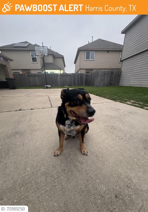 Found/Stray Male Dog last seen Flinders River Trail, Harris County, TX 77449