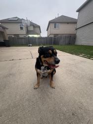 Found/Stray Male Dog last seen Flinders River Trail, Harris County, TX 77449