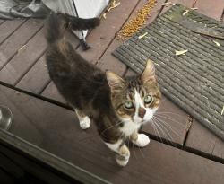 Found/Stray Male Cat last seen Reynolds near Monnettes and Schmuckers, Toledo, OH 43615