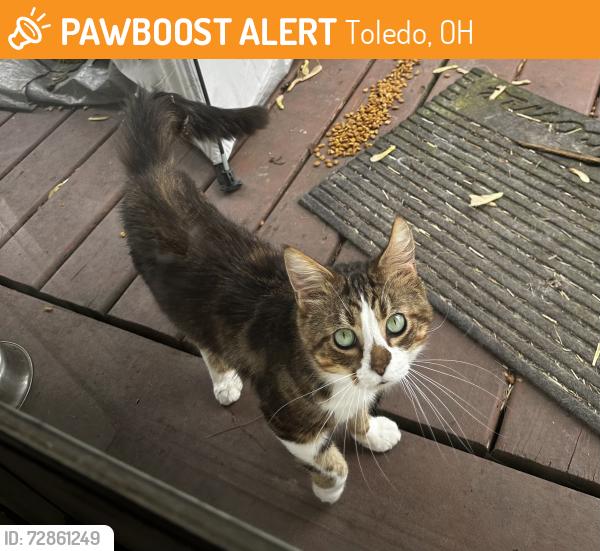 Found/Stray Male Cat last seen Reynolds near Monnettes and Schmuckers, Toledo, OH 43615