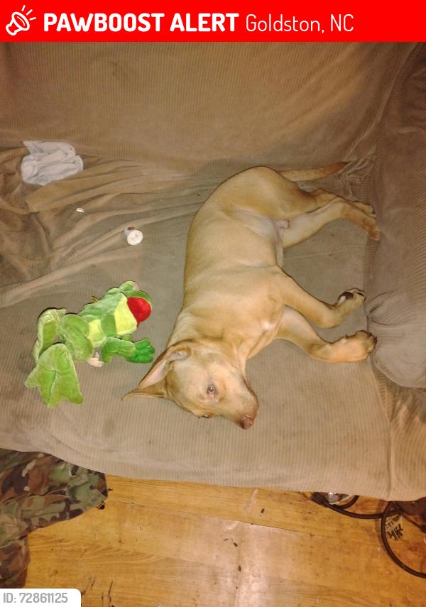Lost Male Dog last seen Goldston store, Goldston, NC 27252