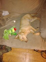Lost Male Dog last seen Goldston store, Goldston, NC 27252