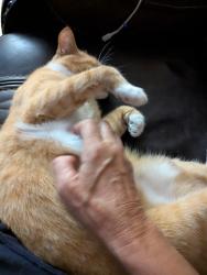 Lost Male Cat last seen CR721 Linden , Webster, FL 33597